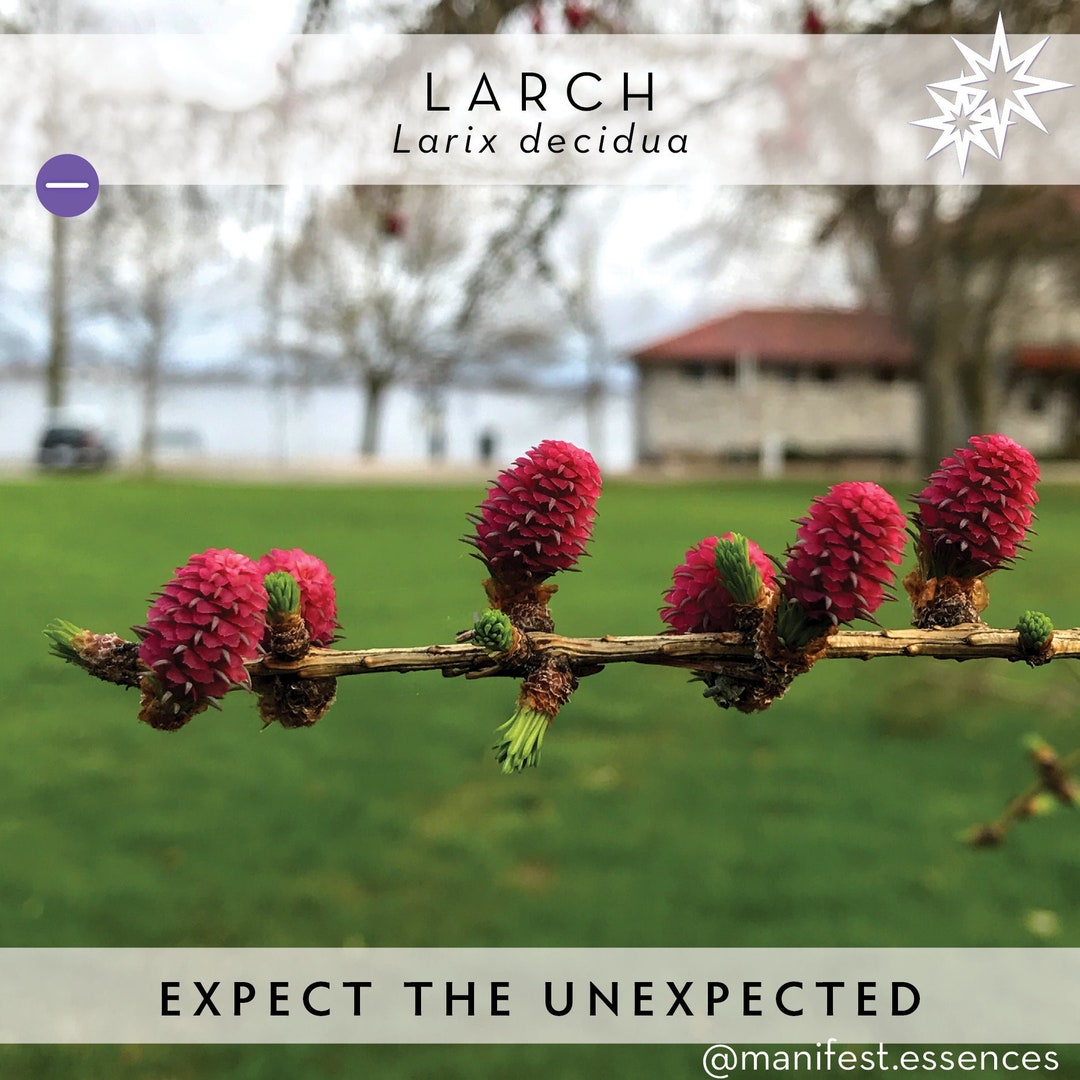 SURPRISES Larch Flower Essence by Manifestessences aka Tamarack Etsy