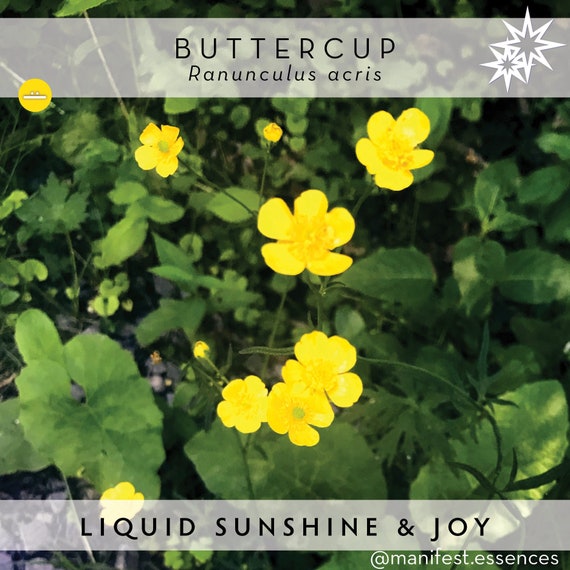 JOY Buttercup Flower Essence by Manifestessences Etsy