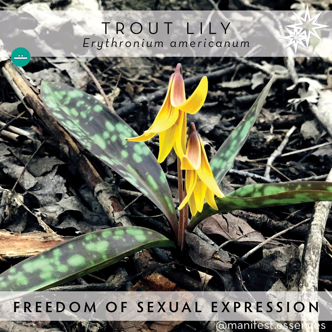 SEXUALTY Trout Lily Flower Essence by Manifestessences Etsy