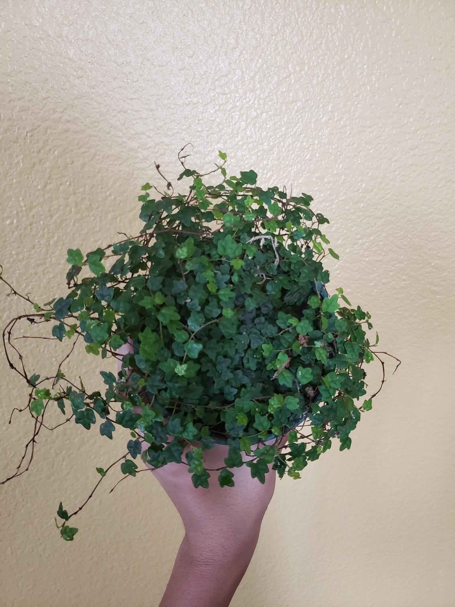 The Ultimate Guide To String Of Frogs Plant Care: Thriving With Your Amphibian Friends