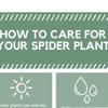Spider Plant Care Guide - Etsy