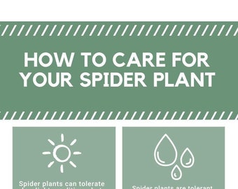 Spider Plant Care Card Digital Download/plant Care Card/houseplant Care ...