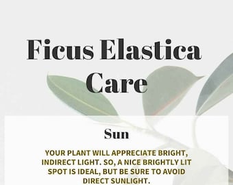 Ficus Elastica Hauspflanzen Pflegeanleitung
