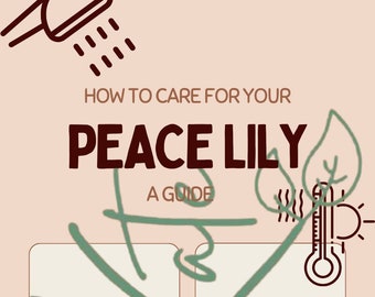 Zimmerpflanze How to - Eine Peace Lilie Pflegeanleitung