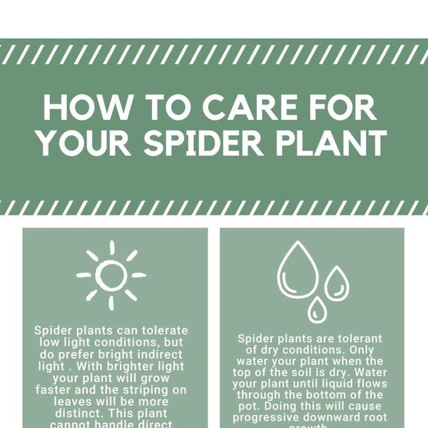 Spider Plant - Etsy