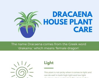 Dracaena Zimmerpflanze Pflegeanleitung