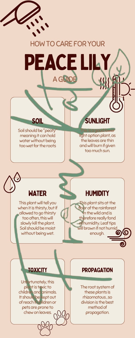 Houseplant How to - A Peace Lily Care Guide - Etsy