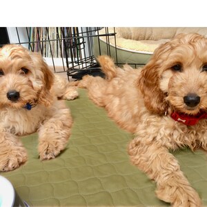 May include: Two golden doodle puppies lying on a green quilted bed. One puppy is looking at the camera with a blue collar, the other puppy is looking at the camera with a red collar.