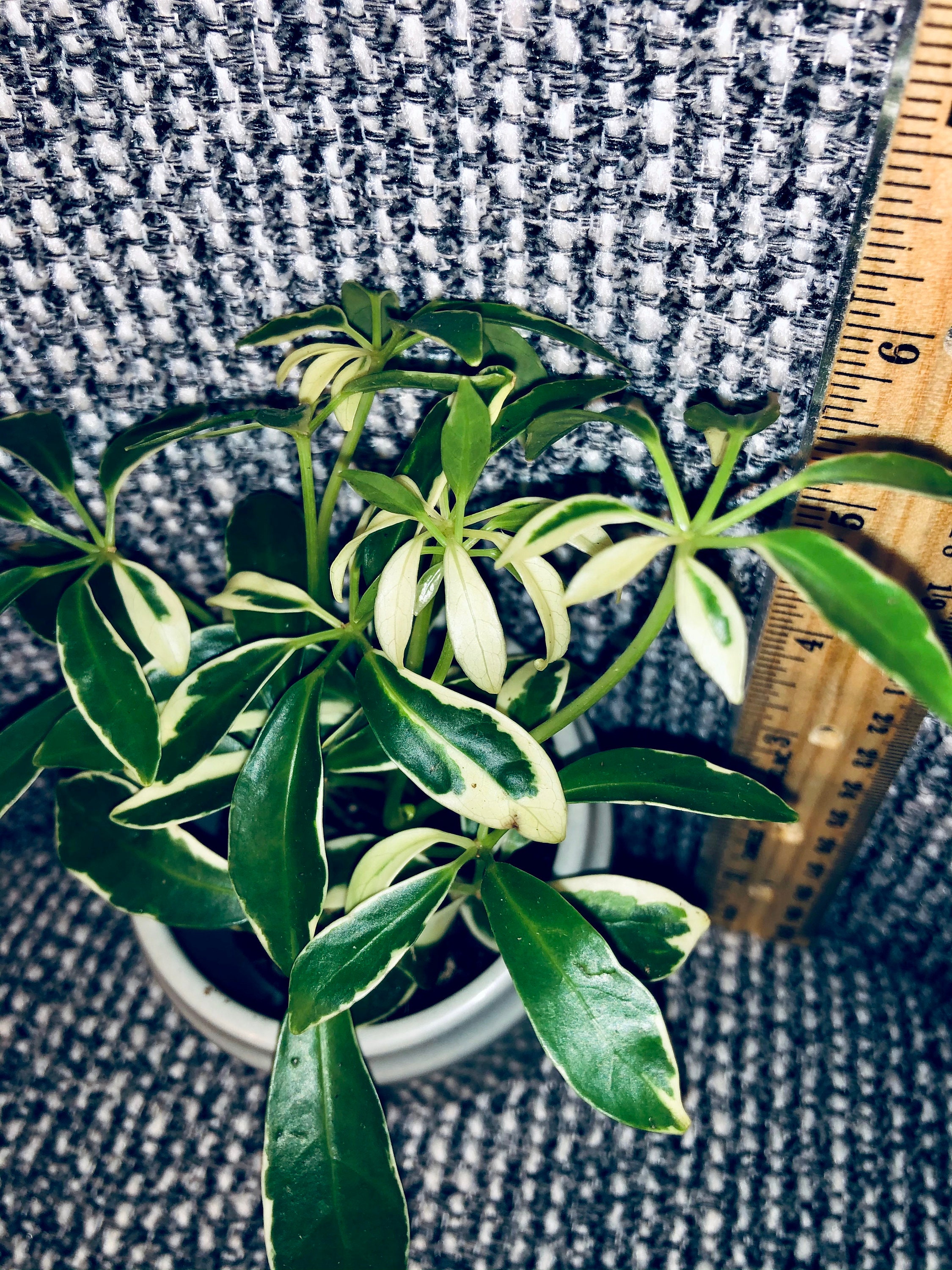 Variegated Umbrella Plant / Schefflera Arboricola Etsy