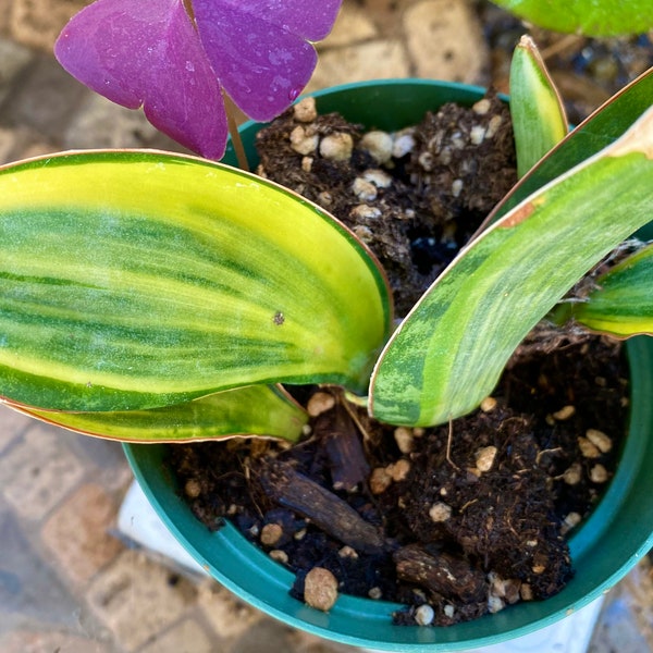 Exact plant! Sansevieria Masoniana Variegated (Whale Fin) 4”
