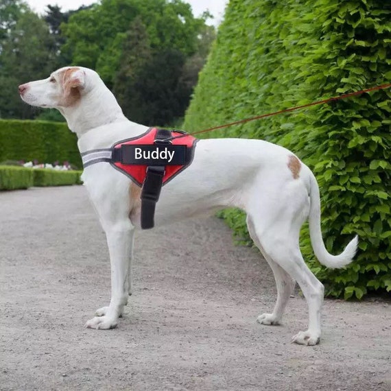 personalised harness dog