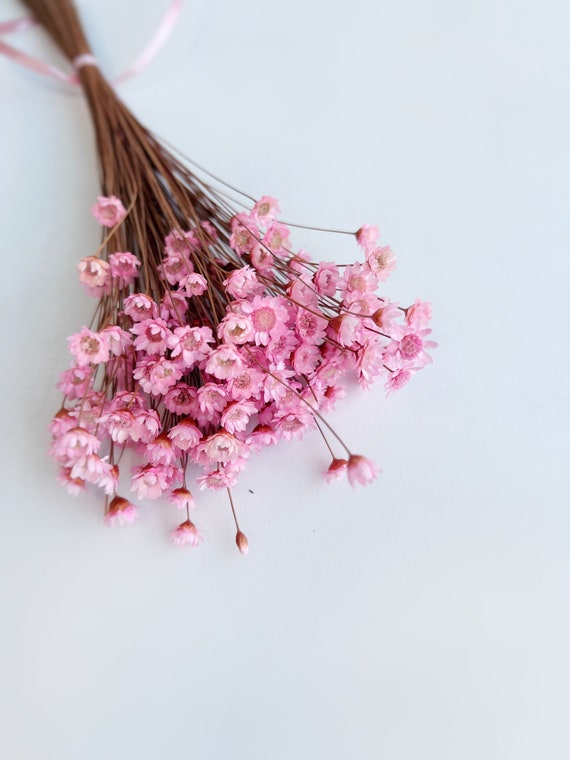 Pink Glixia Bunch, Natural dried flowers small bunch