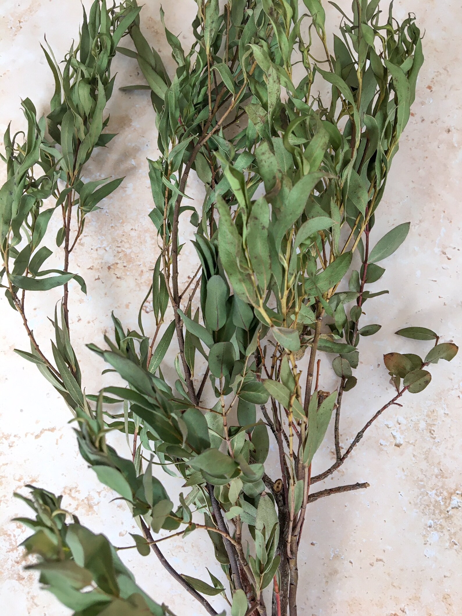 Seconds Sale Eucalyptus Dried Eucalyptus Stems Dry Etsy