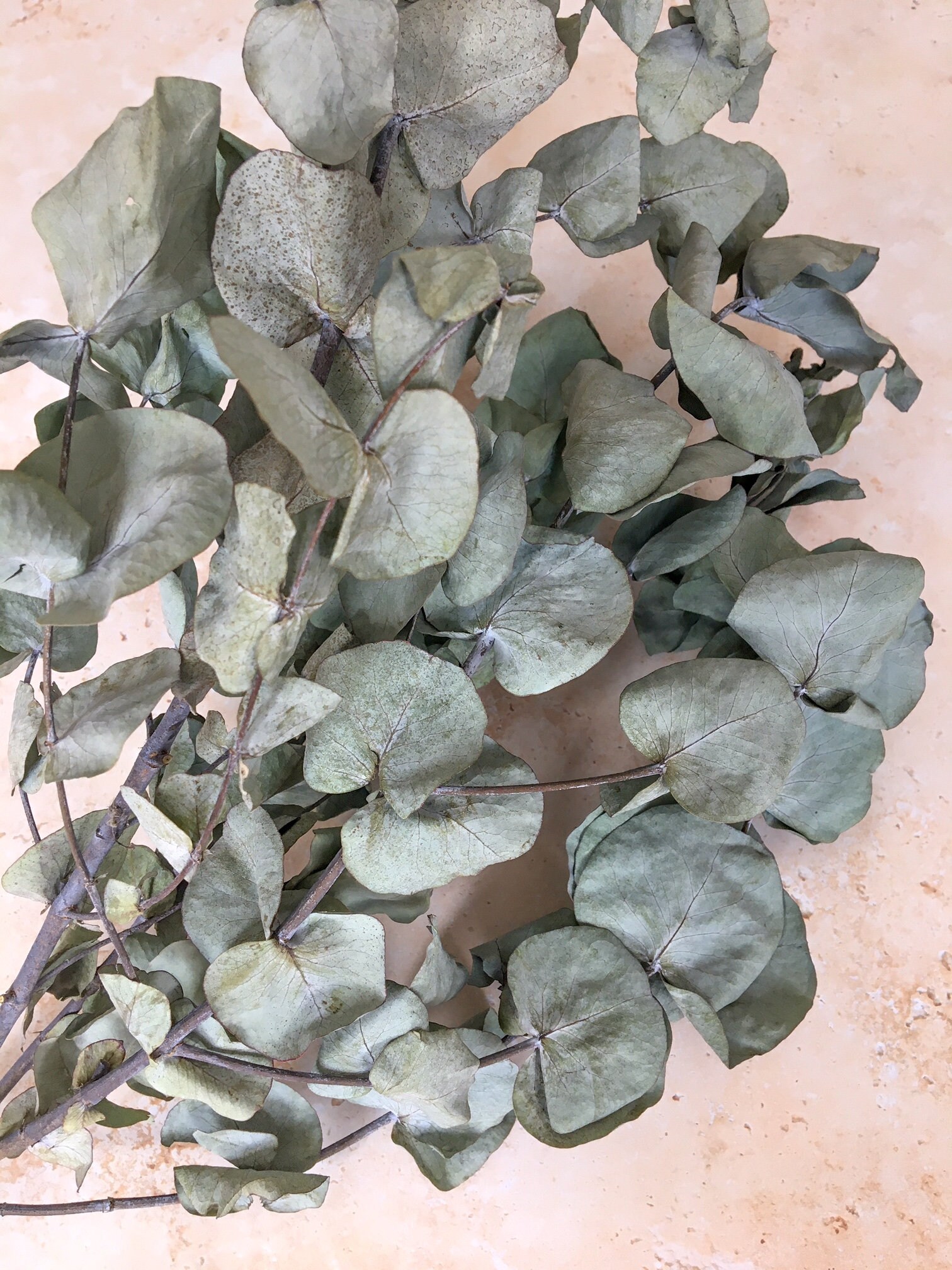 Seconds Sale Eucalyptus Dried Eucalyptus Stems Dry Etsy