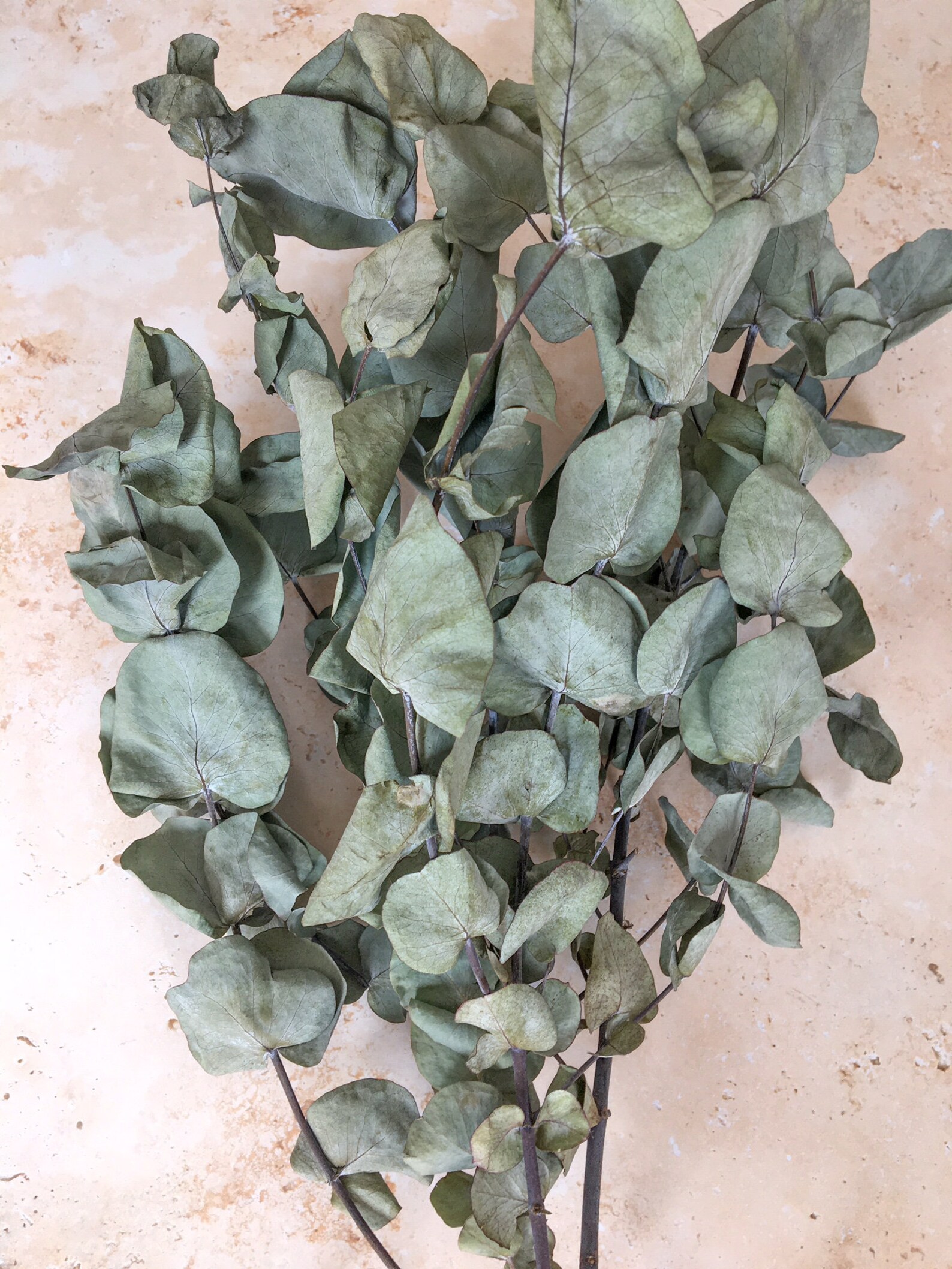 Seconds Sale Eucalyptus Dried Eucalyptus Stems Dry Etsy