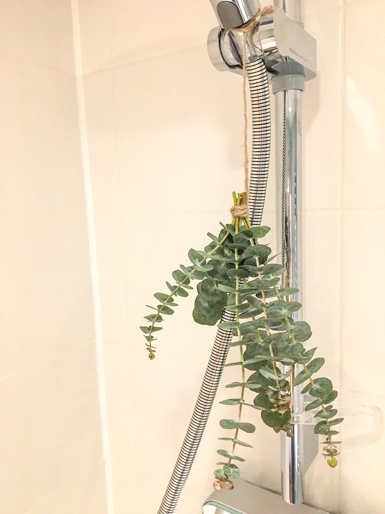 Fresh Shower Eucalyptus Bunch Shower Bundle Aromatherapy Etsy UK