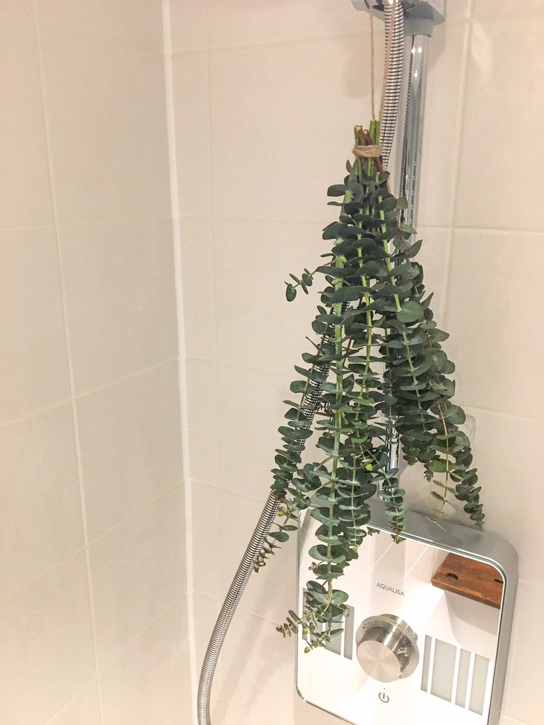 Fresh Shower Eucalyptus Bunch Shower Bundle Aromatherapy Etsy UK