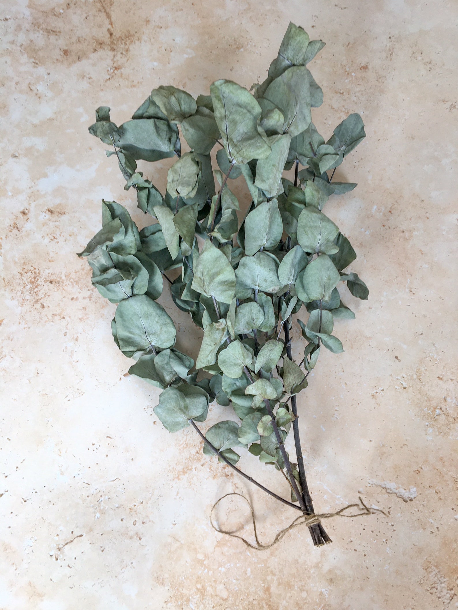 Seconds Sale Eucalyptus Dried Eucalyptus Stems Dry Etsy