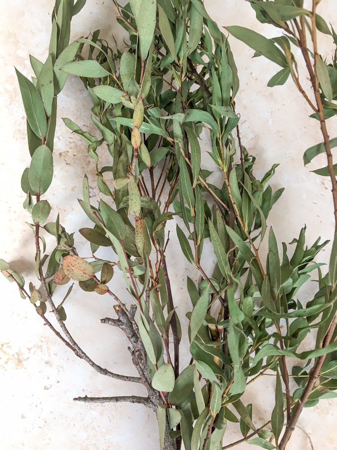 Seconds Sale Eucalyptus Dried Eucalyptus Stems Dry Etsy