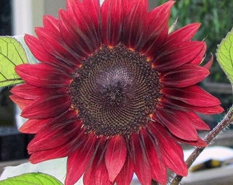 Sunflower Giganteus #62
