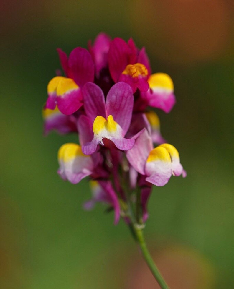 100 Flamenco Linaria Seeds Toadflax