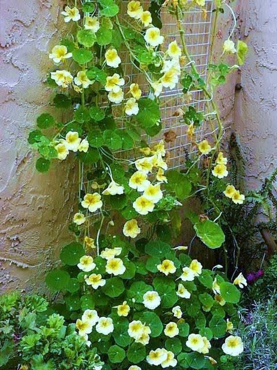 10 Moonlight Climbing Nasturtium Seeds Etsy
