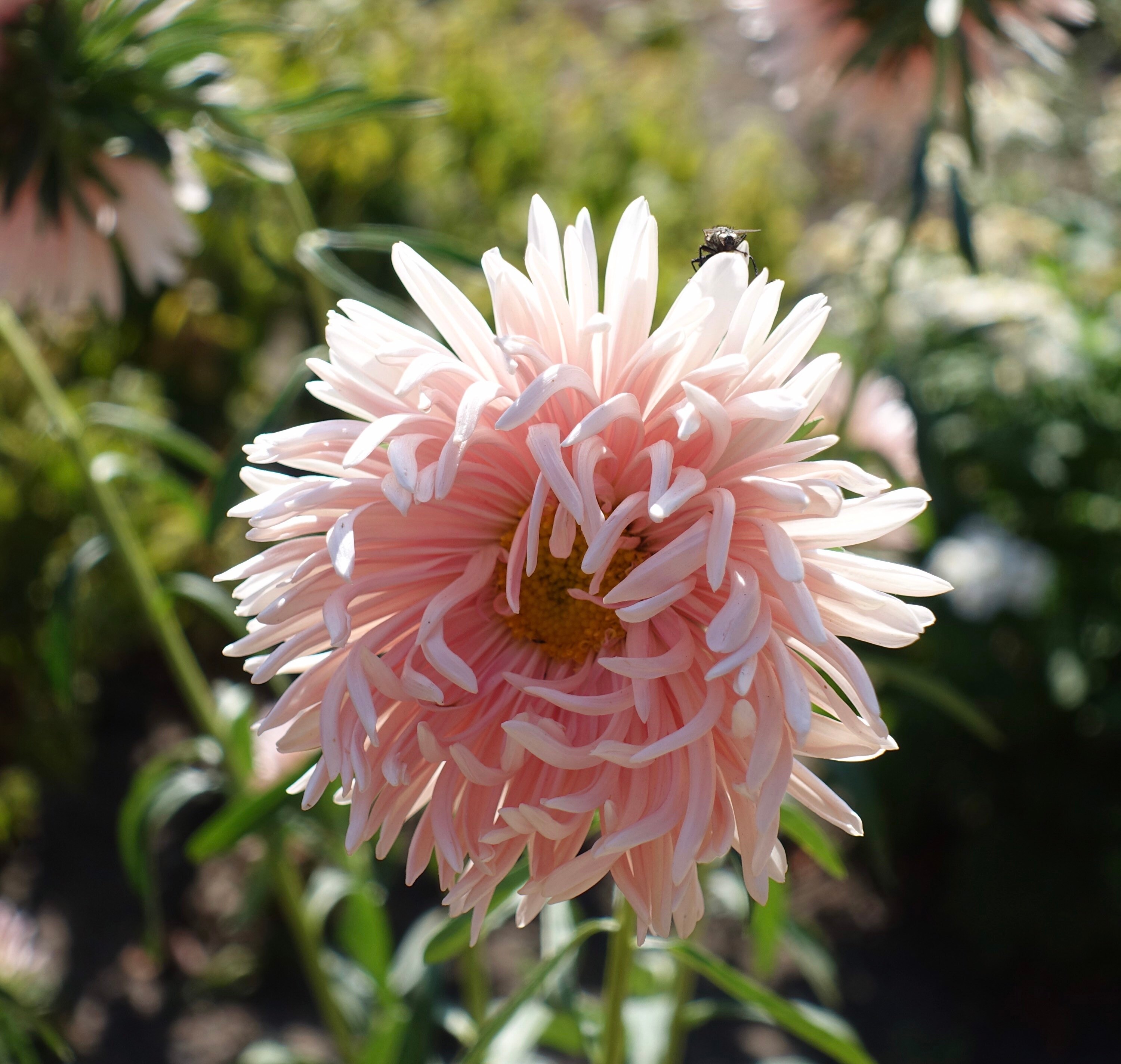 45 King Size Apricot Aster Etsy