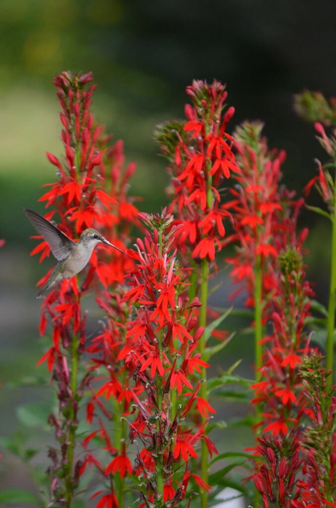 250 Red Cardinal Flower Seeds Etsy