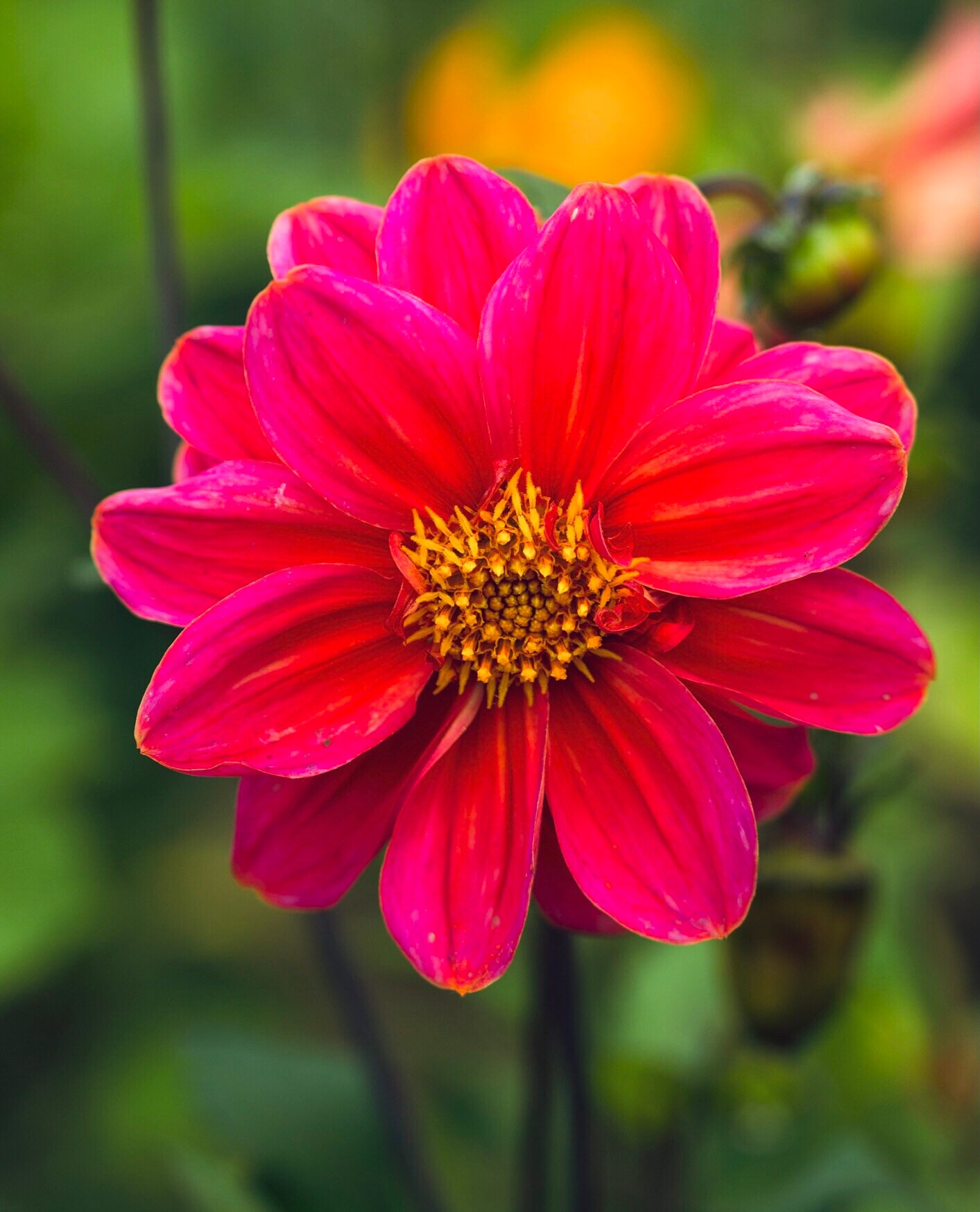 15 Giant Hybrid Mixed Dahlia Seeds Etsy