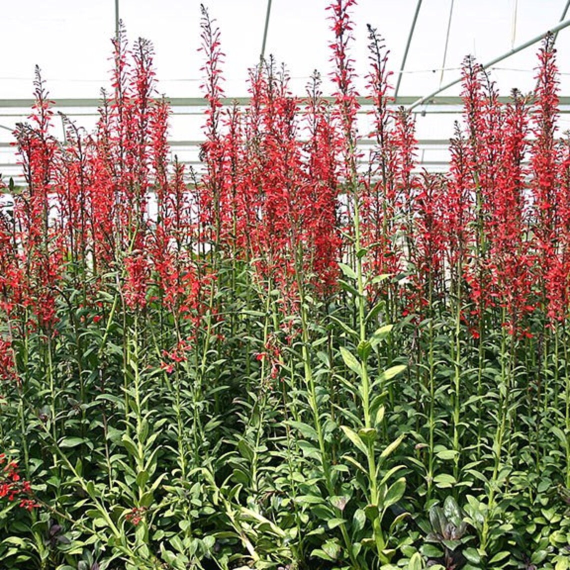 250 Red Cardinal Flower Seeds Etsy