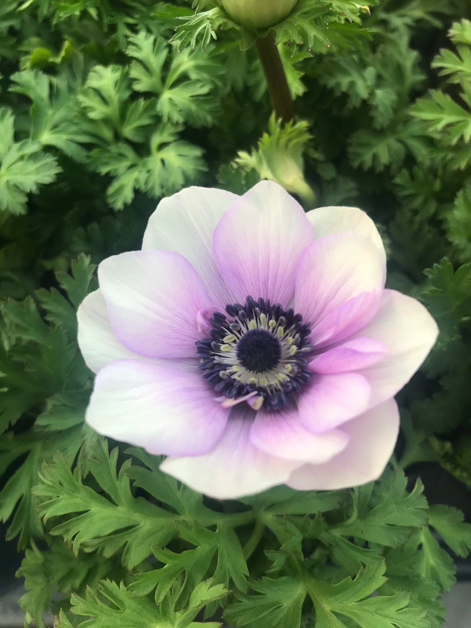 20 Mona Lisa Mix Anemone Etsy