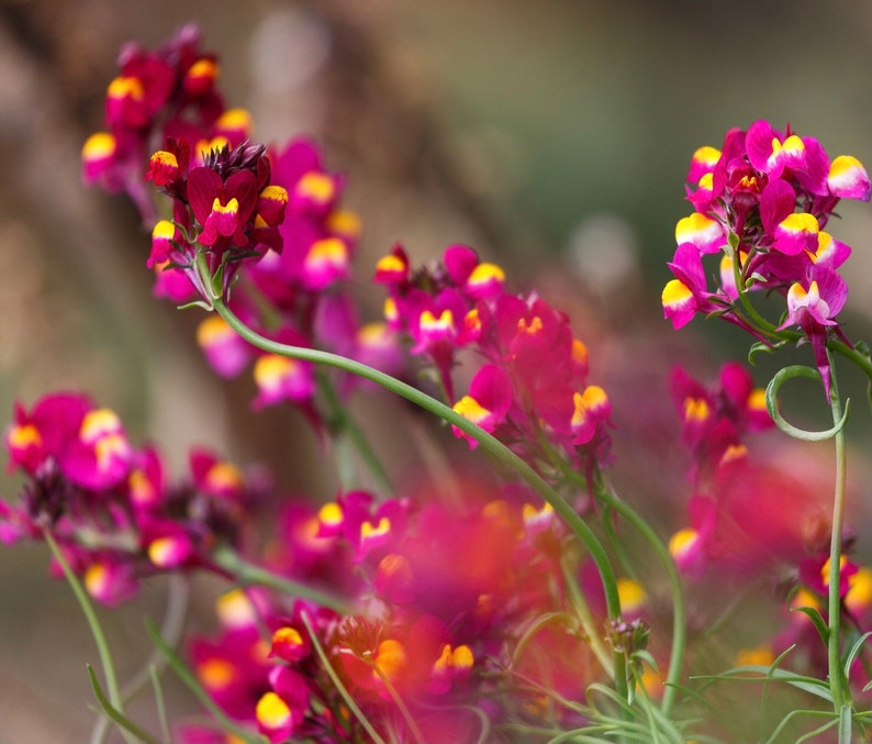 100 Flamenco Linaria Seeds Toadflax