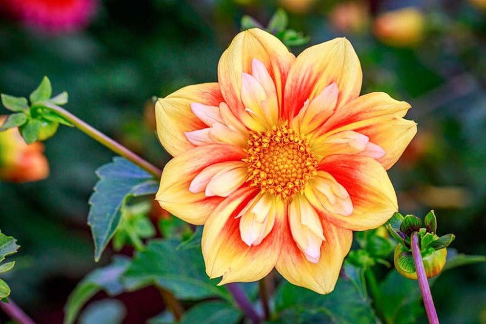 15 Giant Hybrid Mixed Dahlia Seeds Etsy