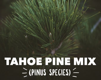 Pine Hydrosol Bulk - Pine Water, Pine Absolute, Plant-Based, Skincare Ingredients, Natural, Sierra Mountain, Forest, Tahoe, Truckee