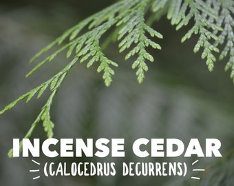Incense Cedar Hydrosol Bulk - Cedar Water, Cedarwood, Plant-Based, Skincare Ingredients, Natural, Sierra Mountain, Forest, Tahoe, Truckee