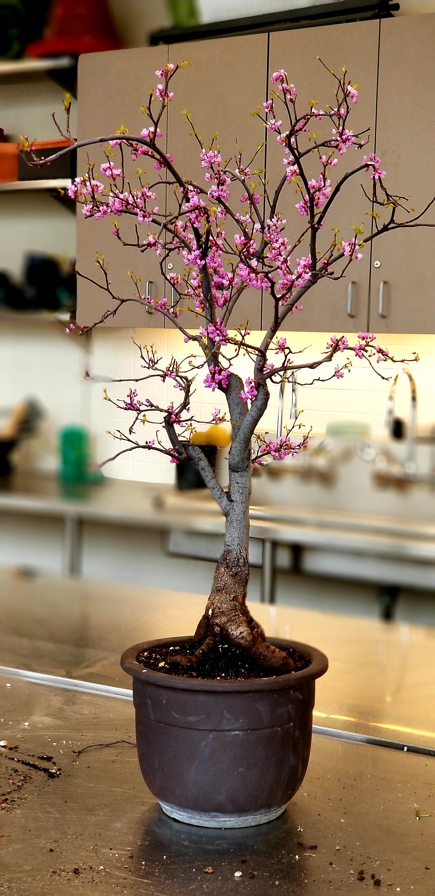 10 Eastern redbud tree seeds Etsy