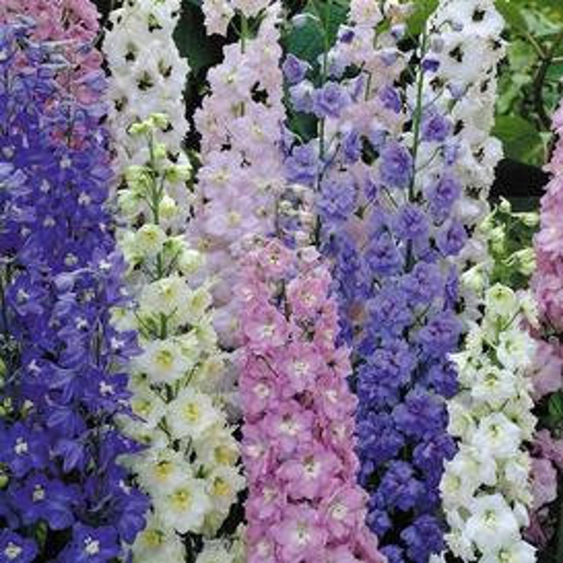 Larkspur Kaleidoscope Mixed Colors 10 seeds Etsy