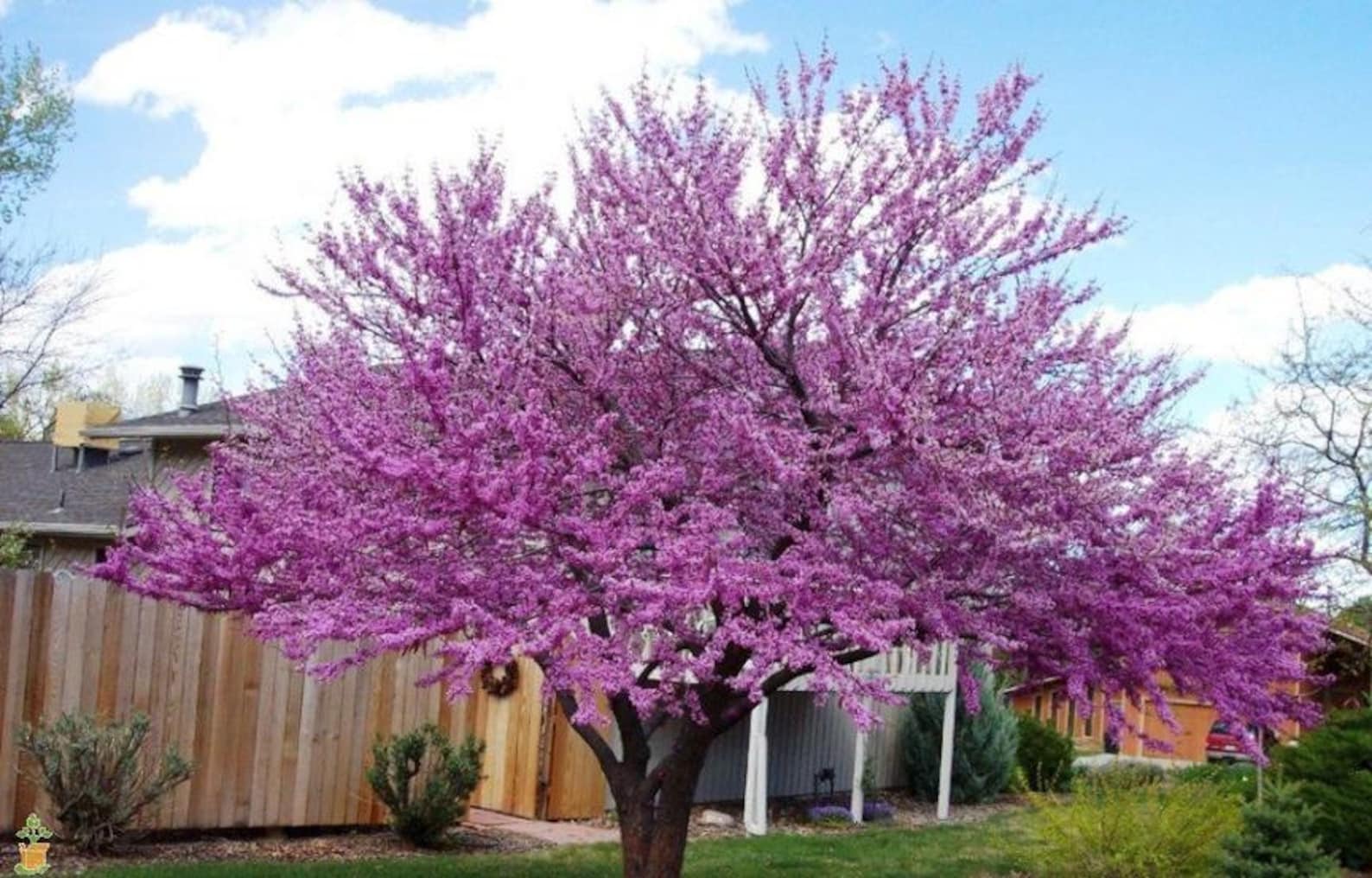 10 Eastern redbud tree seeds Etsy