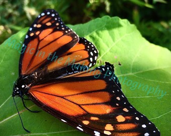 Bashful Butterfly