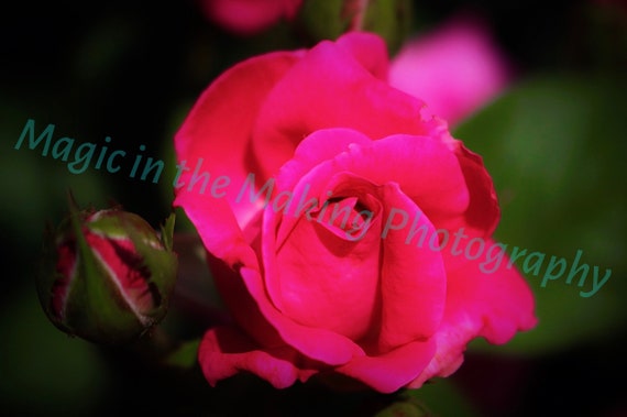 Radiant Rose