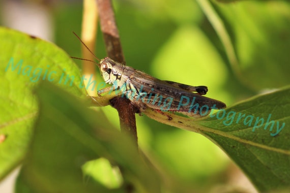 Gazing Grasshopper