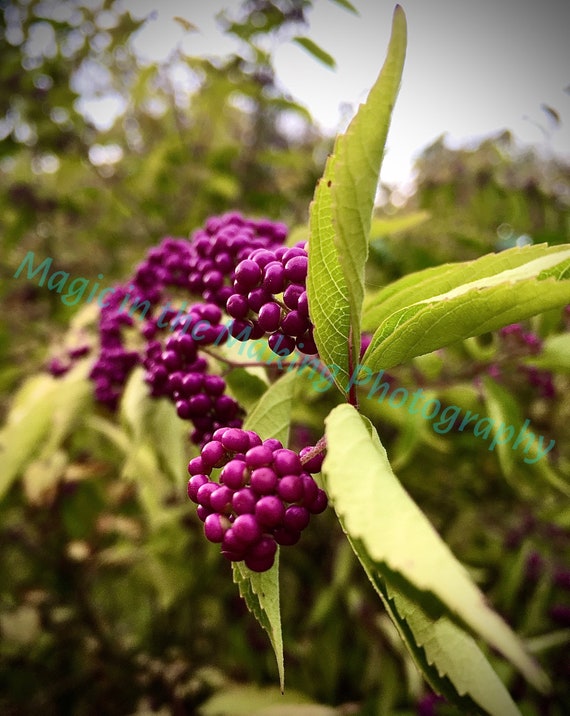 Berry Bliss