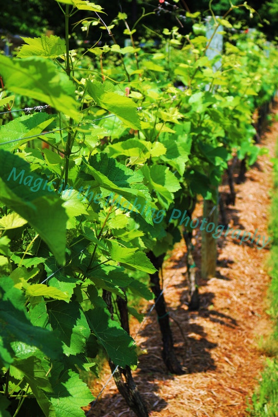 Vibrant Vineyard