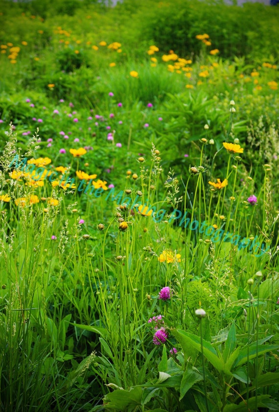 Mountain Meadow
