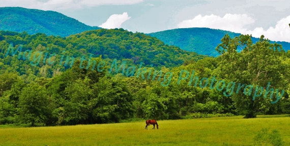 Pasture Paradise