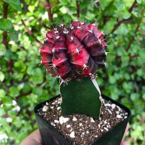 Variegated Gymnocalycium Mihanovichii Cactus Rare Succulent Live Cacti Plant