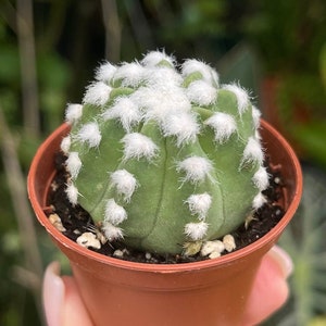 Nala ナラ　Cactus all in one DecMode 23