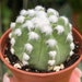 see more listings in the Cactus section