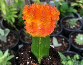Bright Orange Grafted Moon Cactus Rare Succulent Live Cacti Plant
