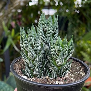 Haworthia Reinwardtii Triple Rare Succulent Live Plant